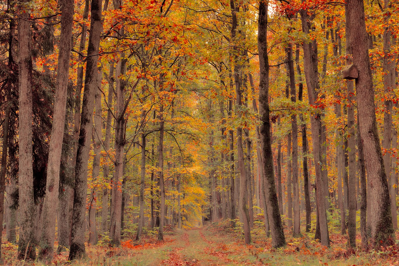 Forest Fall Autumn Forest wallpaper