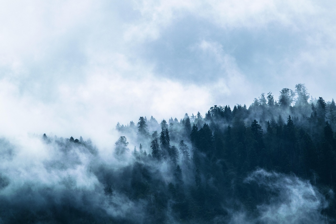 Christmas Background Fog Forest wallpaper