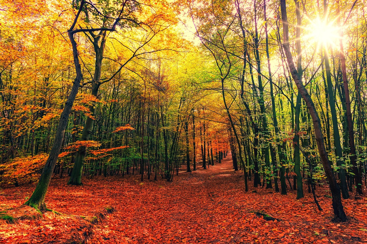 Forest Woods Autumn wallpaper