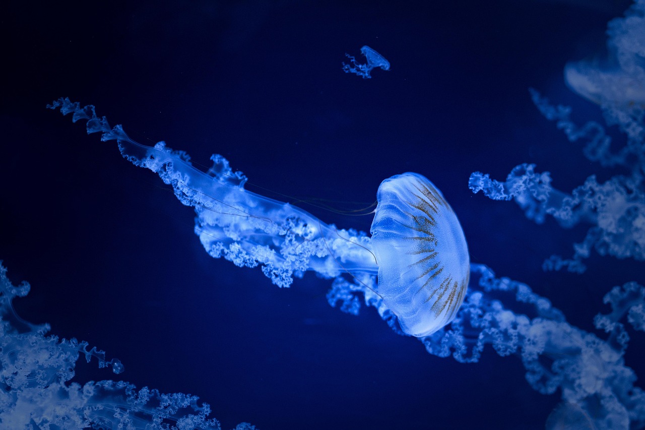 Jellyfish Sea Jellies Sea wallpaper