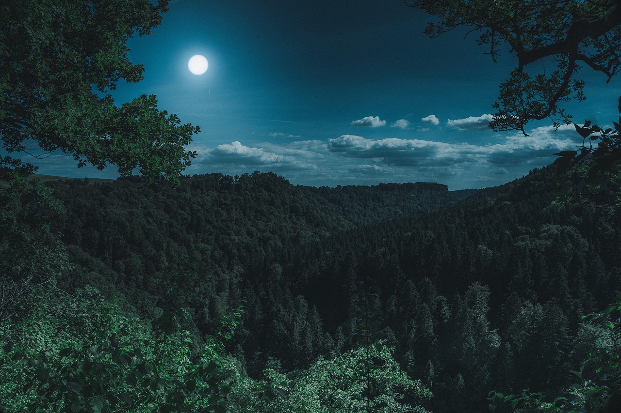 Nature Forest Landscape wallpaper