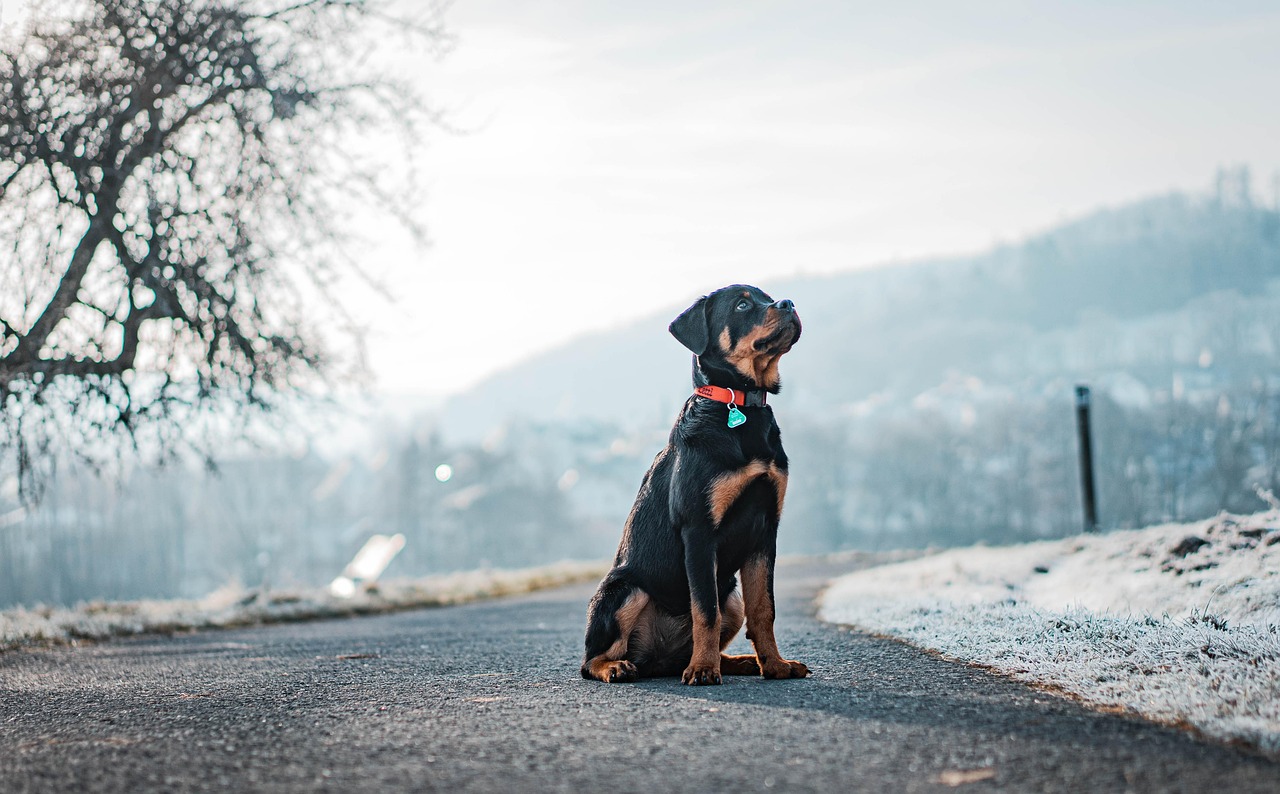 Dog Rottweiler Winter wallpaper
