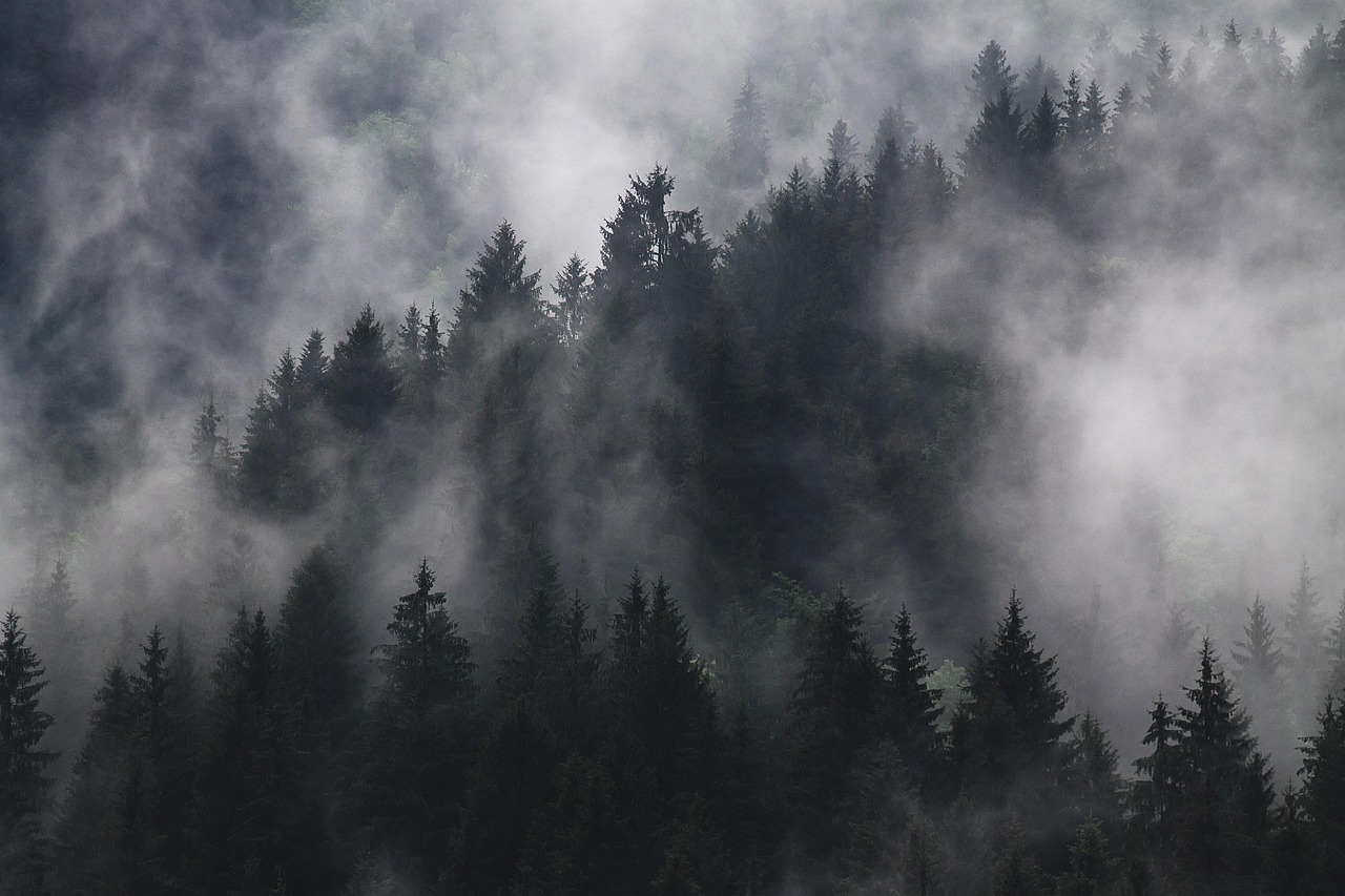 Fir Trees Fog Forest wallpaper
