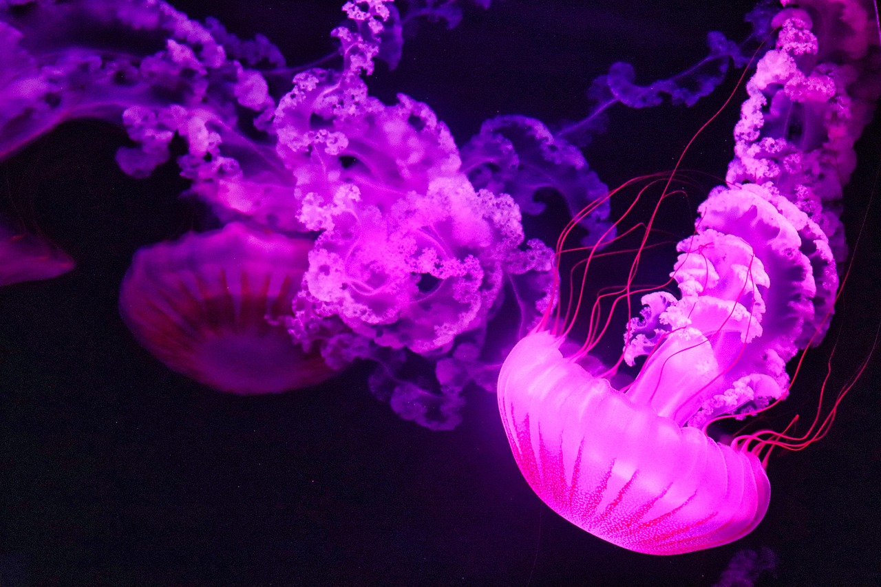 Jellyfish Pink Ocean wallpaper