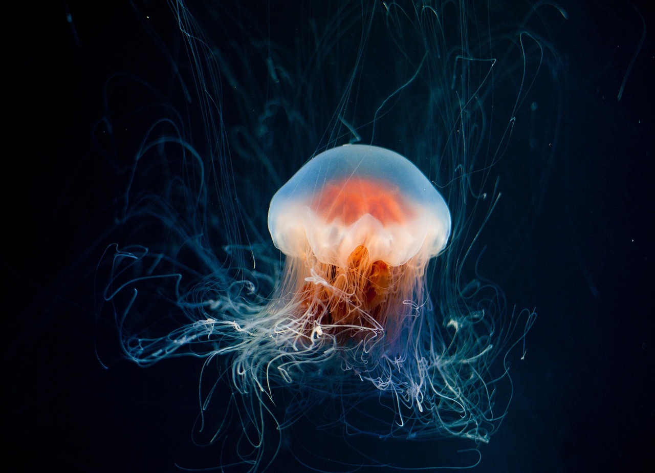Jellyfish Underwater Ocean wallpaper