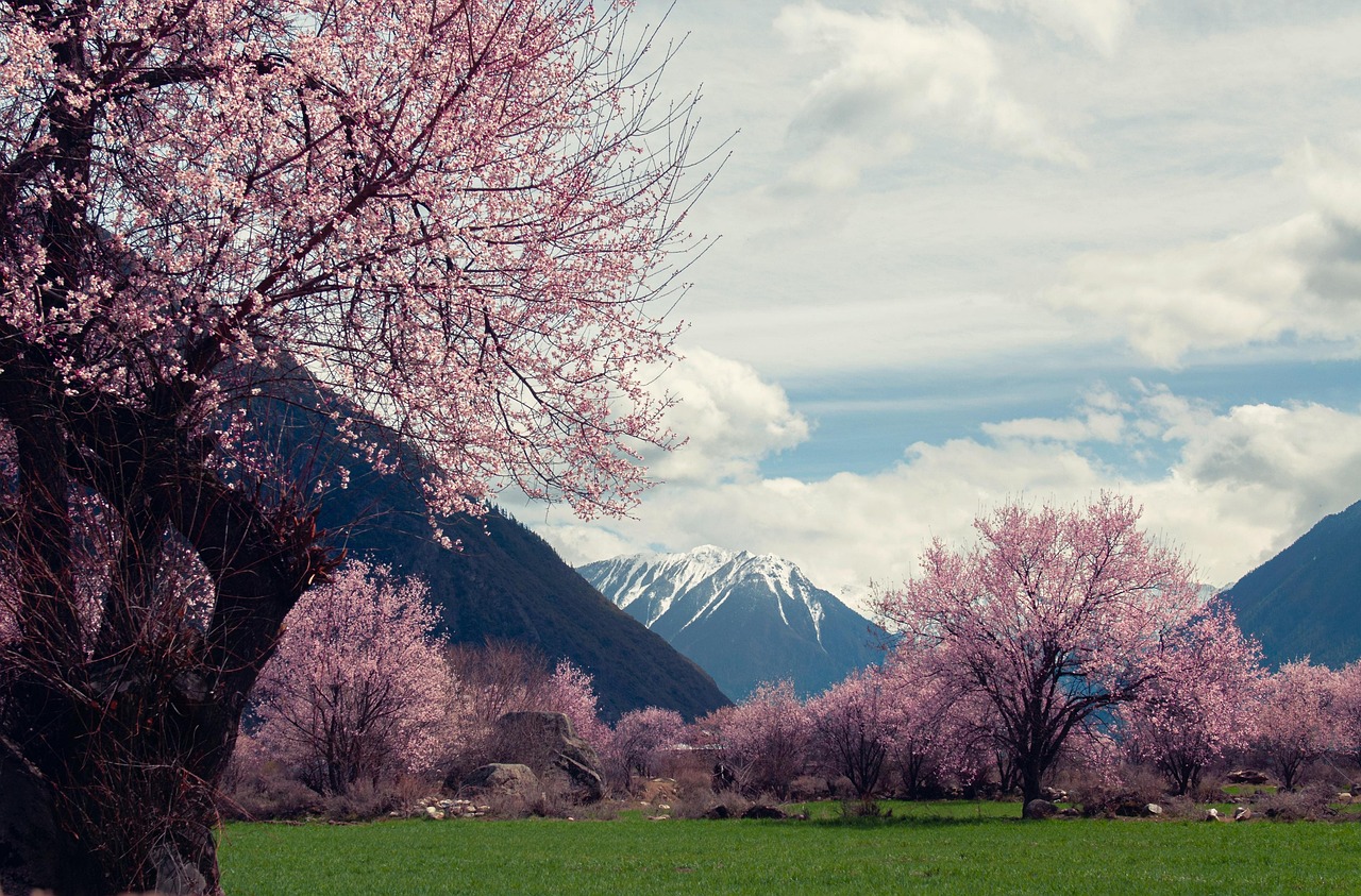 Lin Zhi Tibet Snow Mountain wallpaper