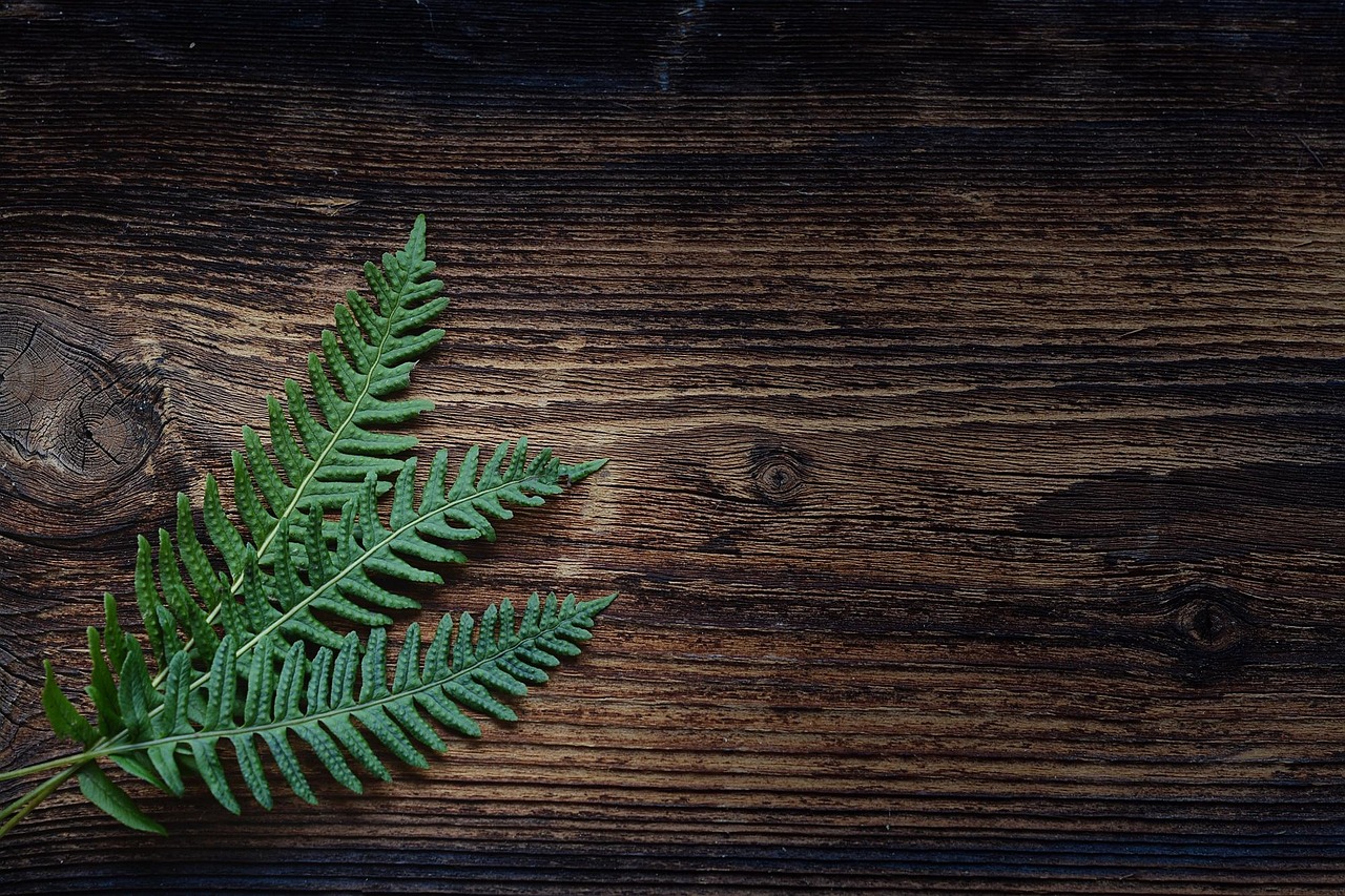 Fern Plant Wood wallpaper