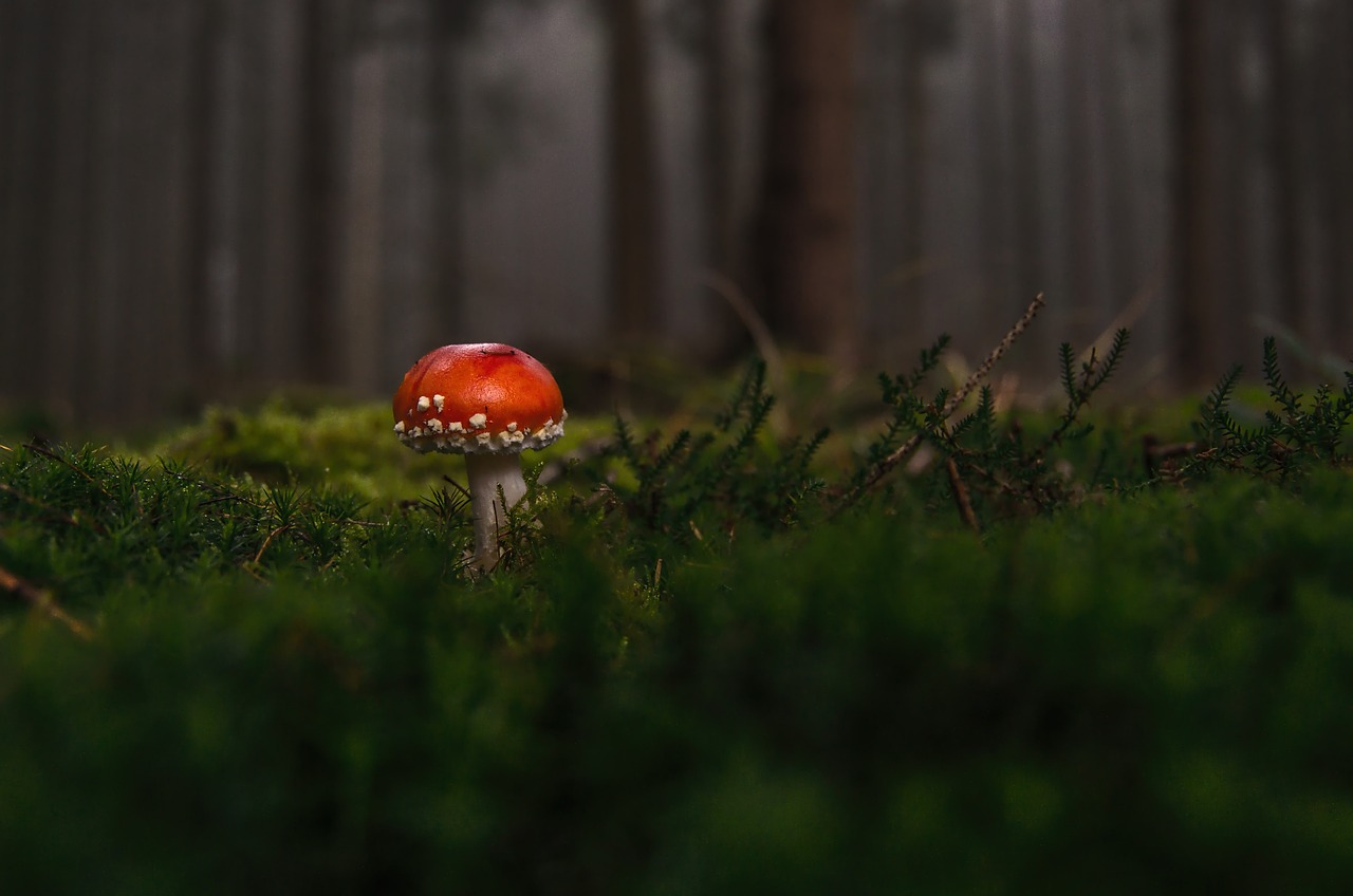 Mushroom Fly Agaric Wild Mushroom wallpaper