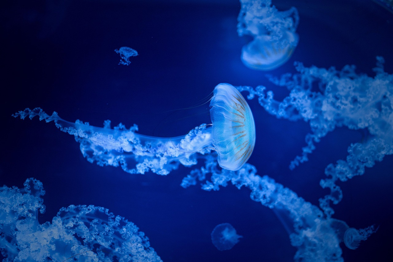 Jellyfish Sea Water wallpaper