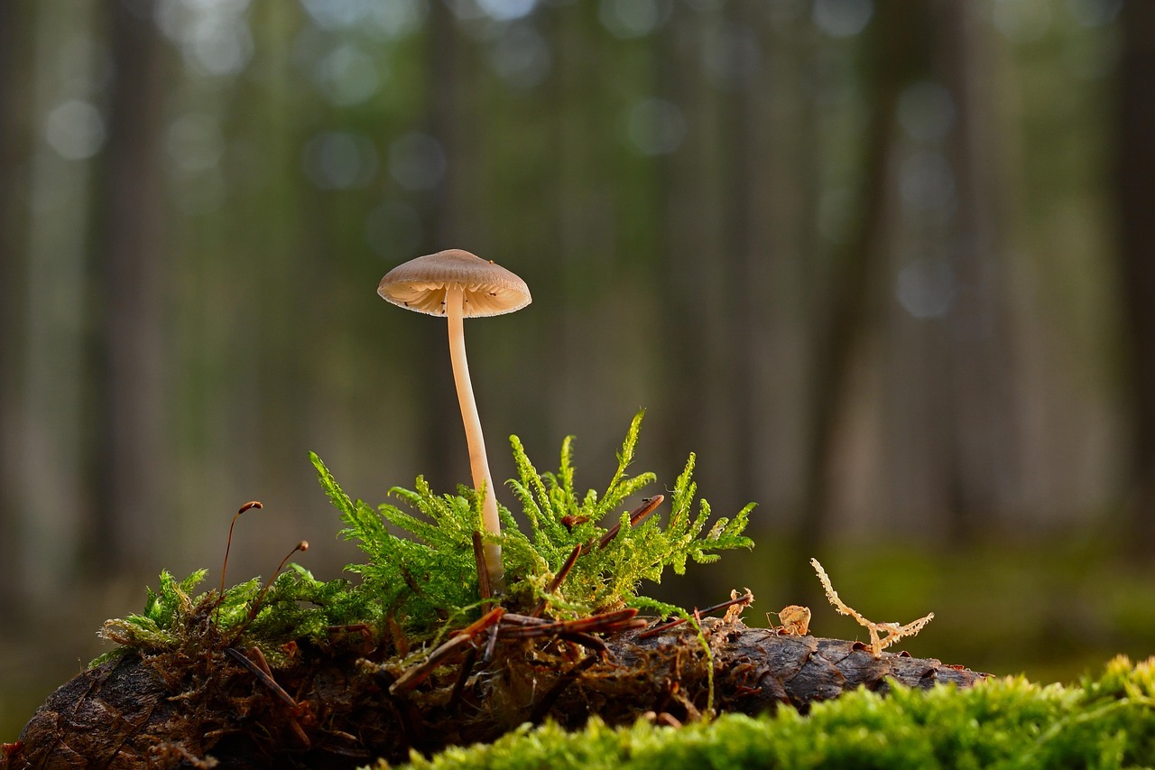 Mushroom Helmling Moss wallpaper