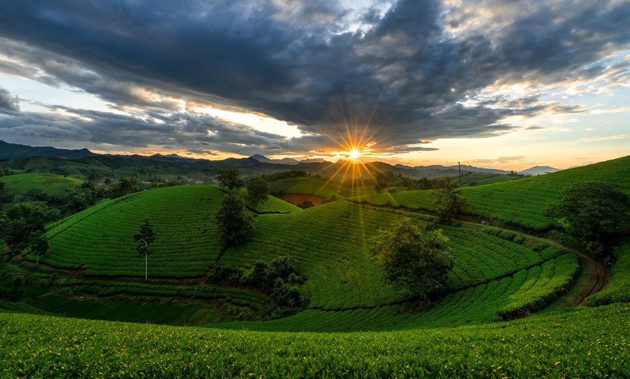 Vietnam Tea Plantations Nature wallpaper