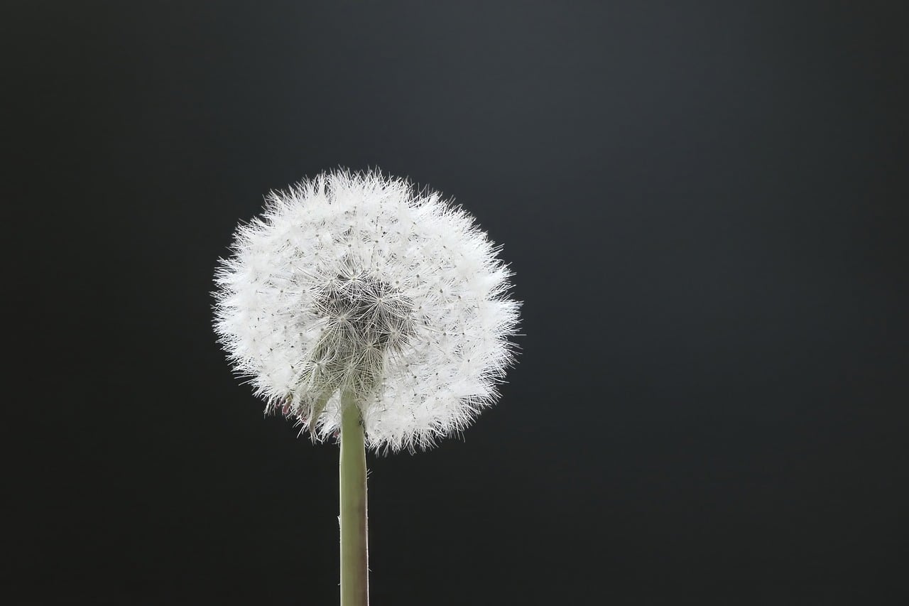 Dandelion Blow Wish You wallpaper