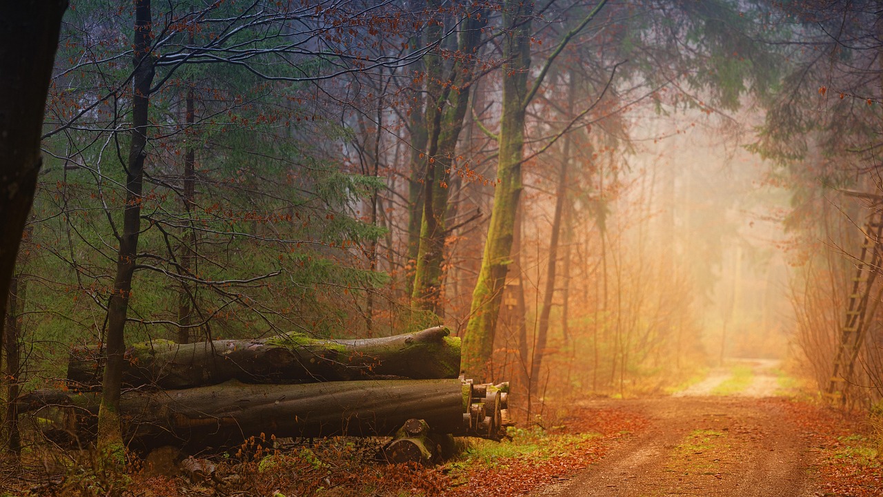 Fall Fog Forest wallpaper