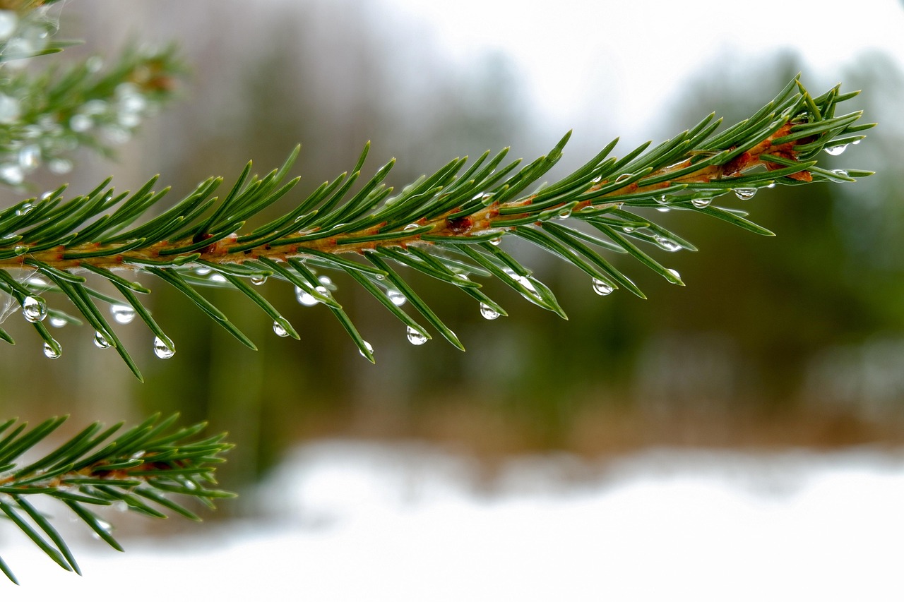 Spruce Needles Spruce Dew wallpaper