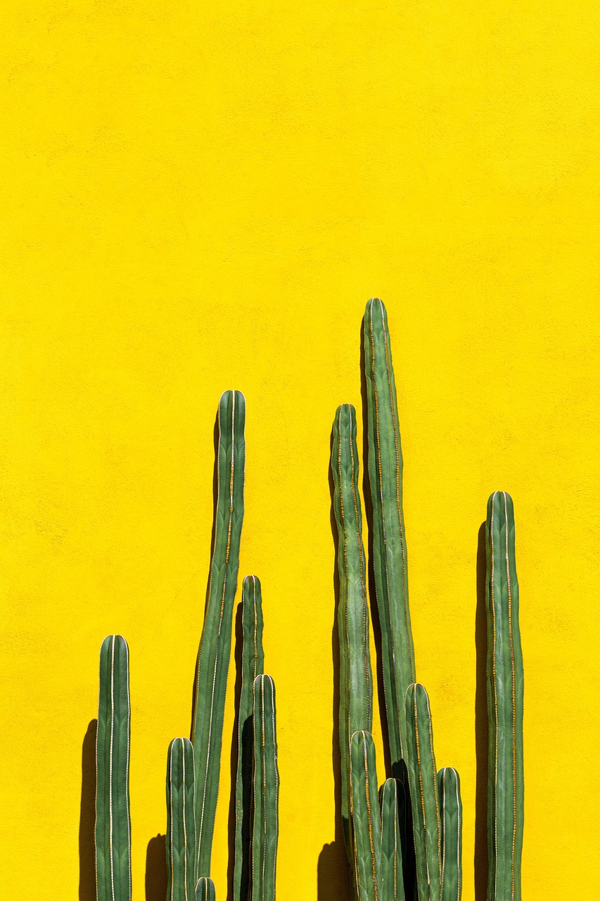 Cacti Plant Wall wallpaper