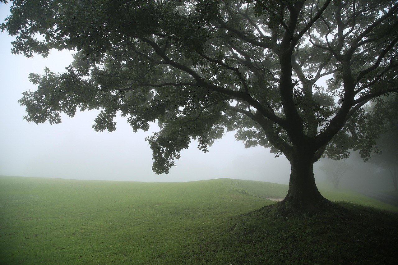 Tree Grass Fog wallpaper