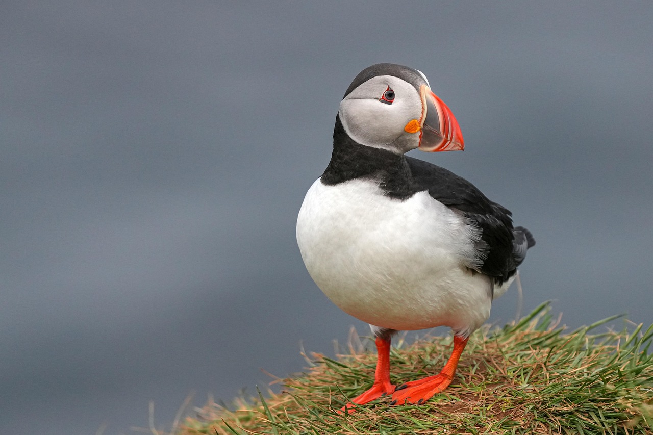 Puffin Bird Plumage wallpaper