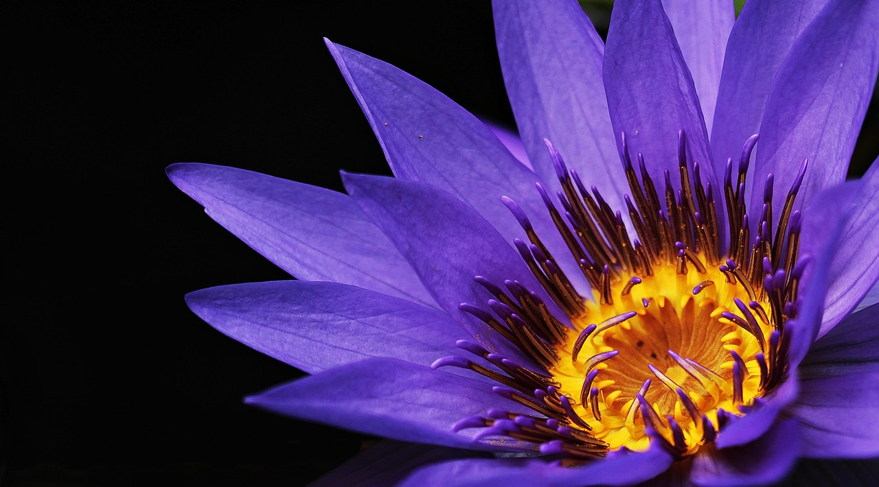 Water Lily Purple Flower Petals wallpaper
