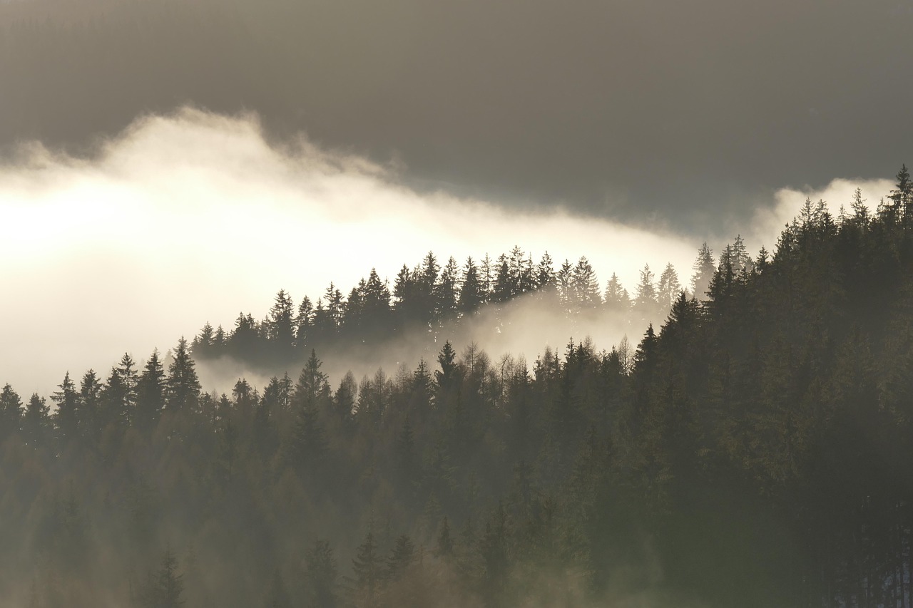 Forest Nature Fog wallpaper