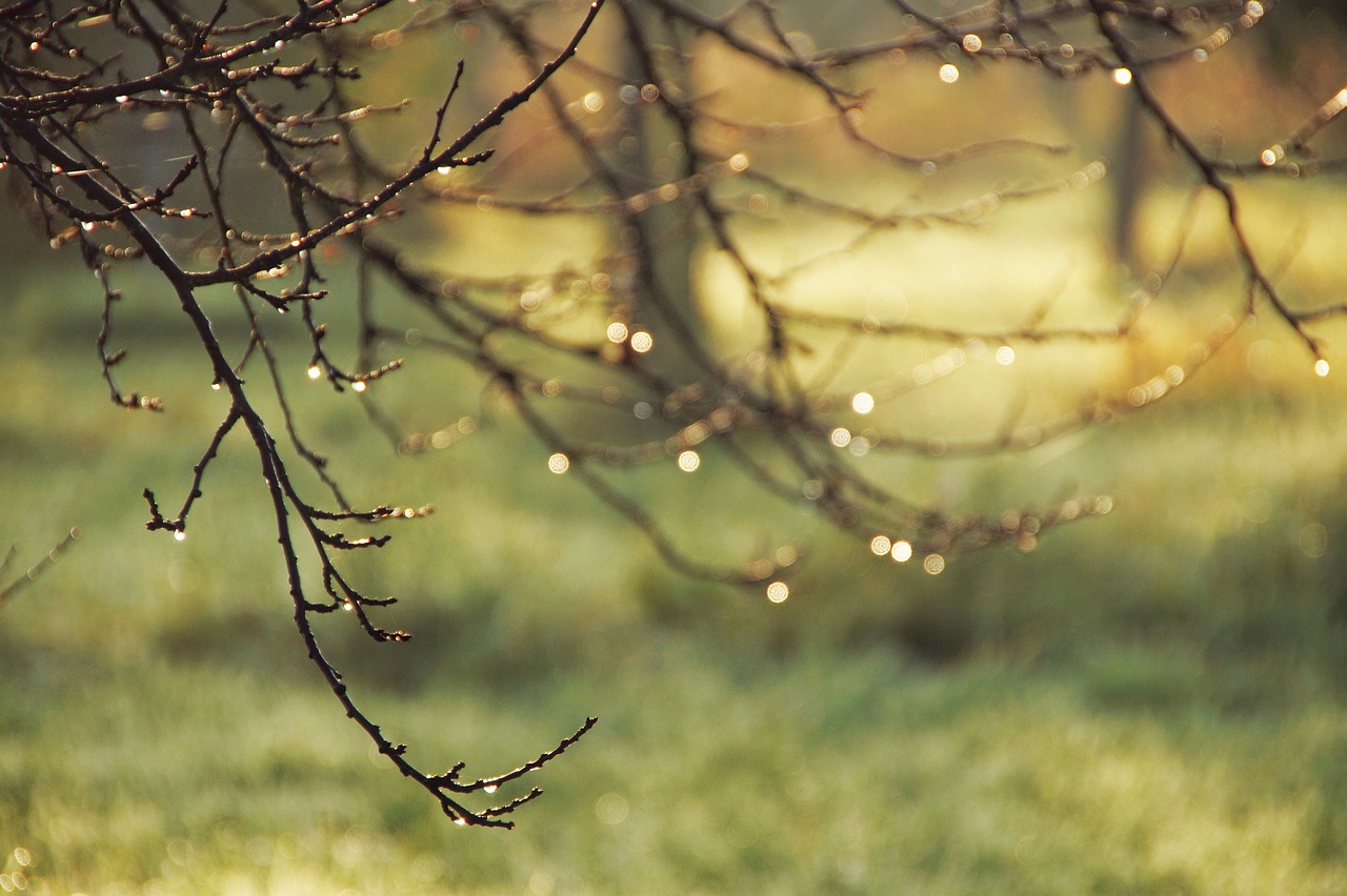 Trees Rain Meadow wallpaper