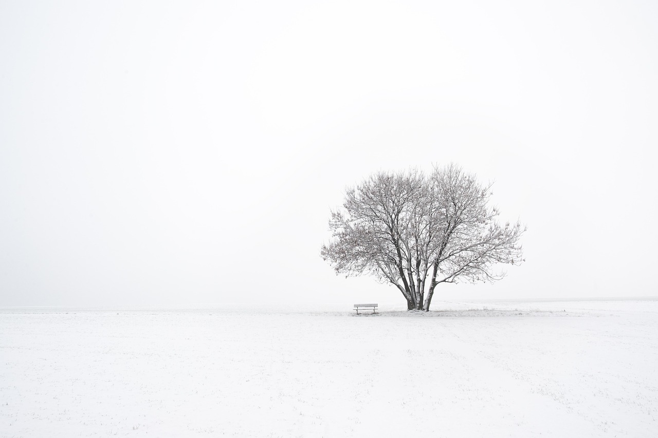 Winter Tree Bench wallpaper