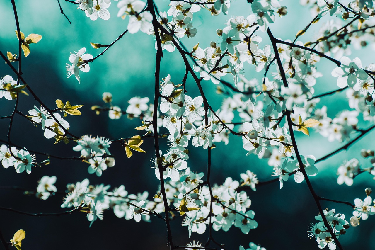 Blossoms White Flowers Spring wallpaper
