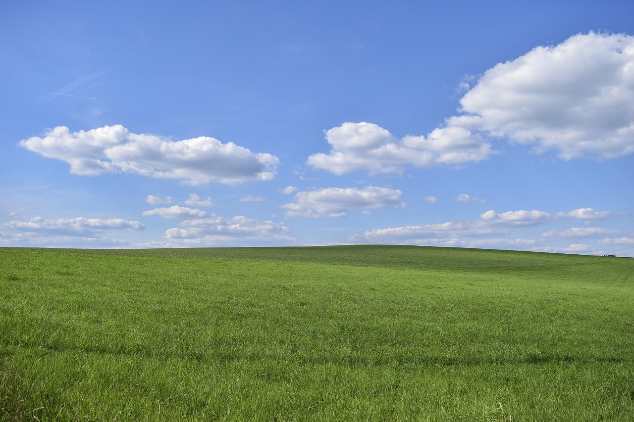 Field Grass Nature wallpaper