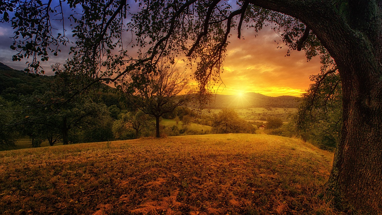 Nature Tree Dawn wallpaper