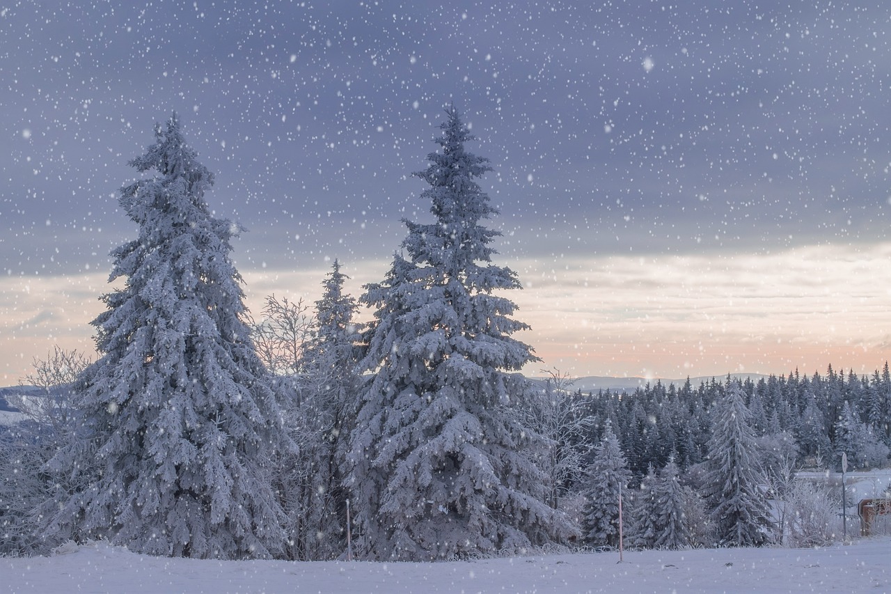 Winter Landscape Trees Frost wallpaper