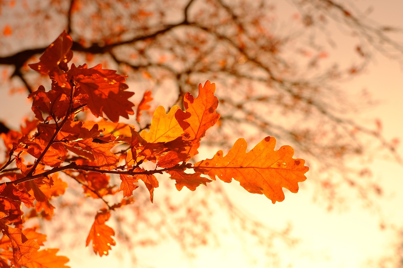Autumn Leaves Foliage wallpaper