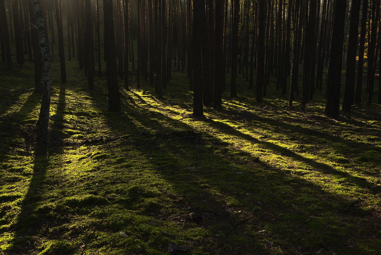 Forest Trees Sunlight wallpaper