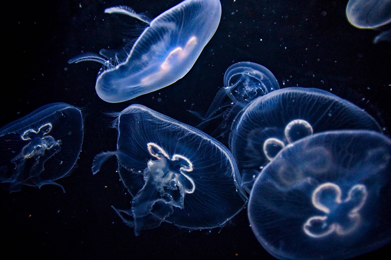 Medusa Aquarium Jellyfish wallpaper