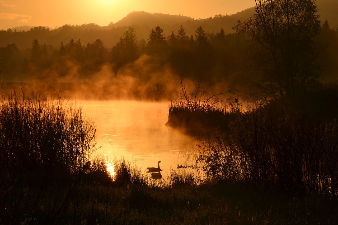 Pond Water Nature wallpaper