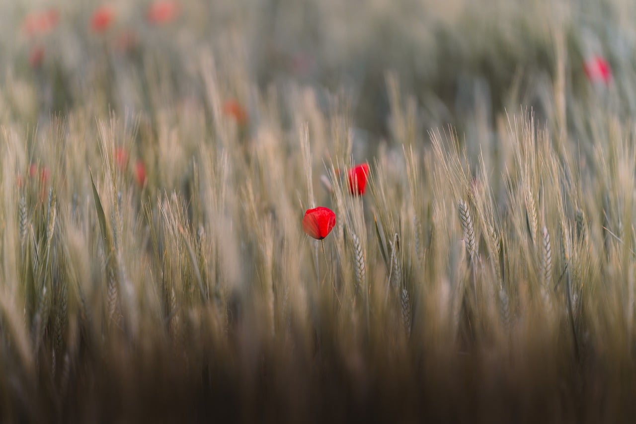 Poppy Flower Wheat Field Macro Nature wallpaper