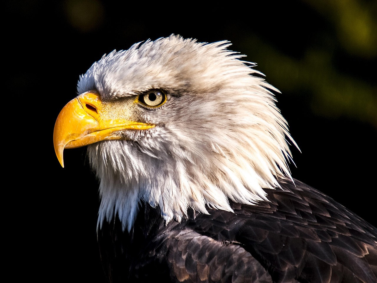 Adler Eagle Bird wallpaper