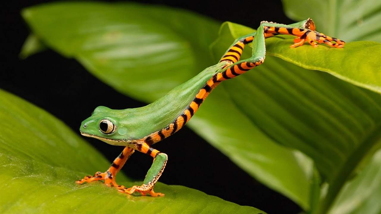 Animal Frog Nature wallpaper