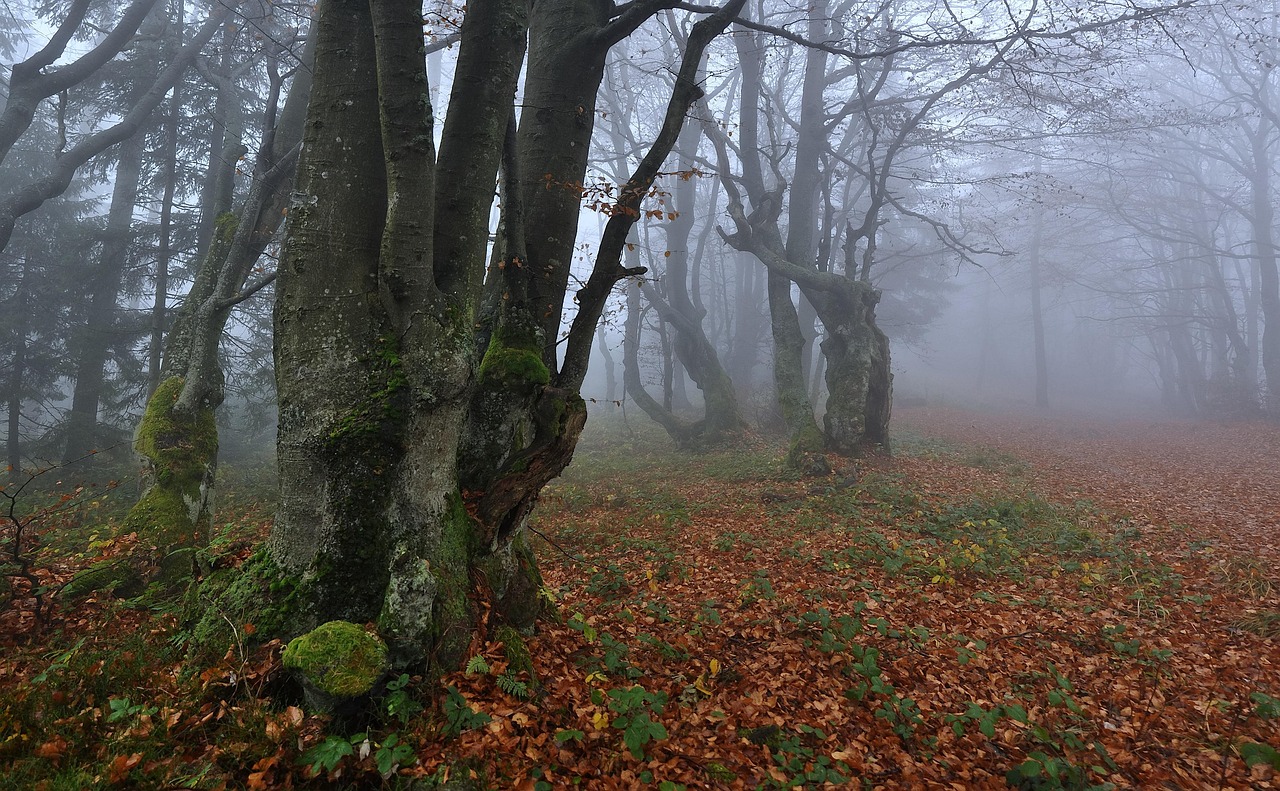 Beeches The Fog Autumn wallpaper