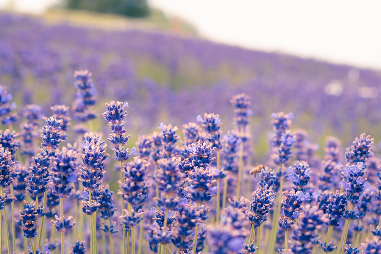 Lavender Purple Flowers Flowers wallpaper