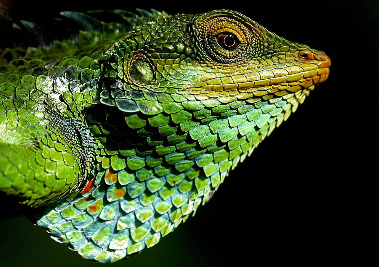 Chameleon Forest Nature wallpaper