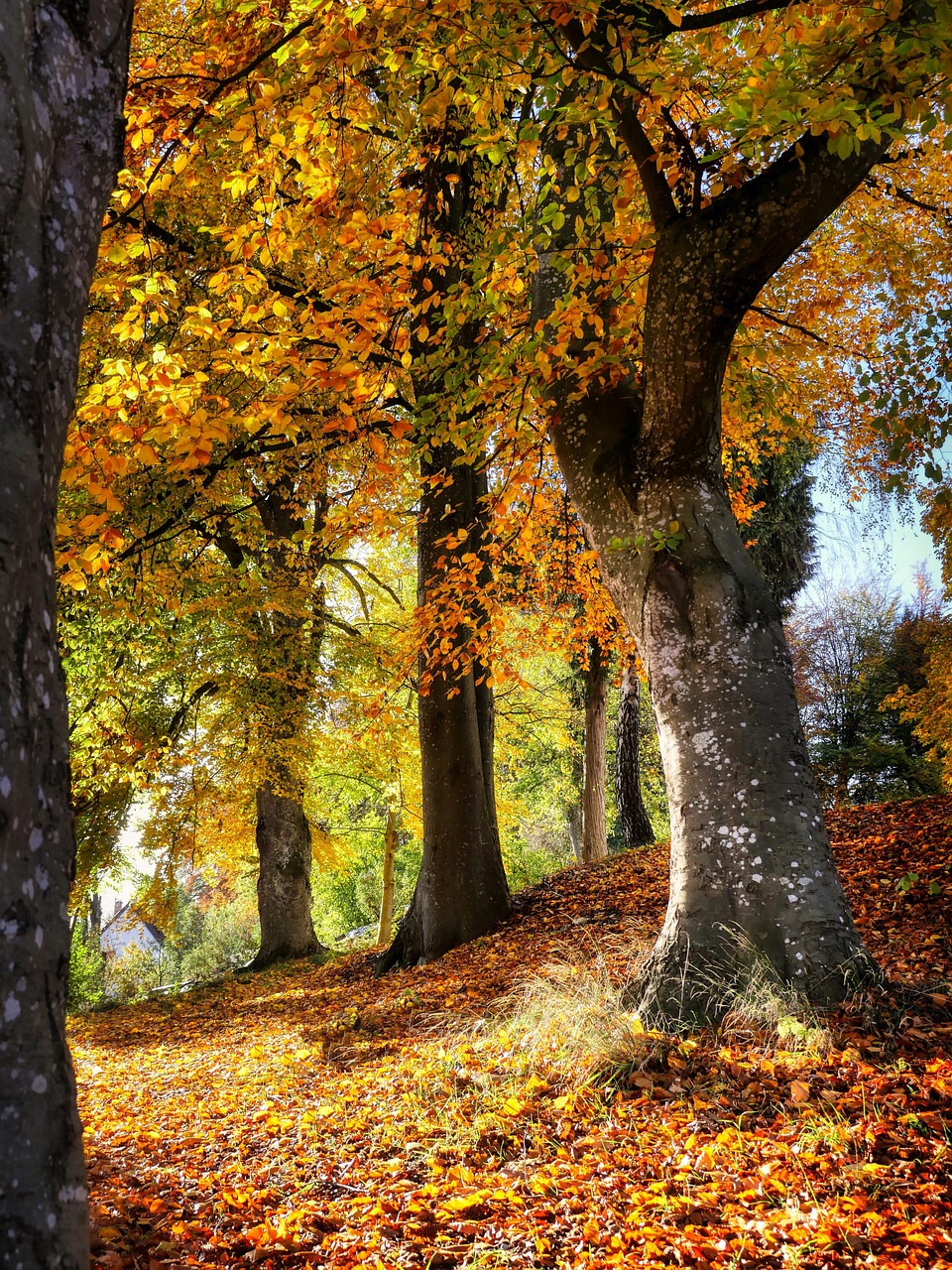 Fall Trees Hill wallpaper