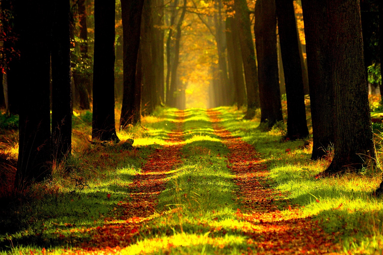 Forest Path Trees wallpaper