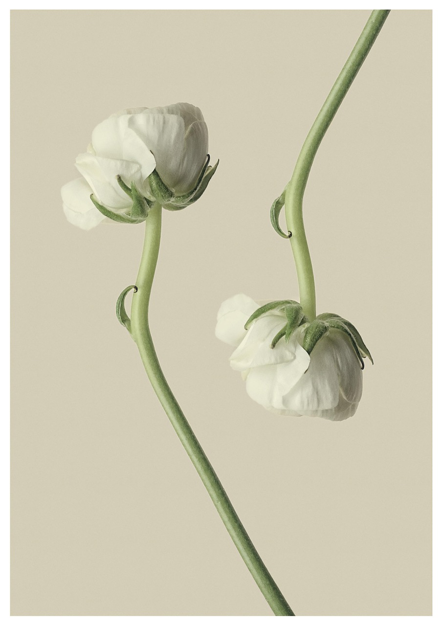 Ranunculus Buttercup White Flower wallpaper