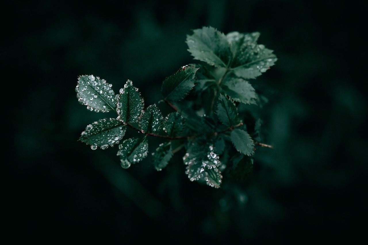 After The Rain Dark Dark Background wallpaper