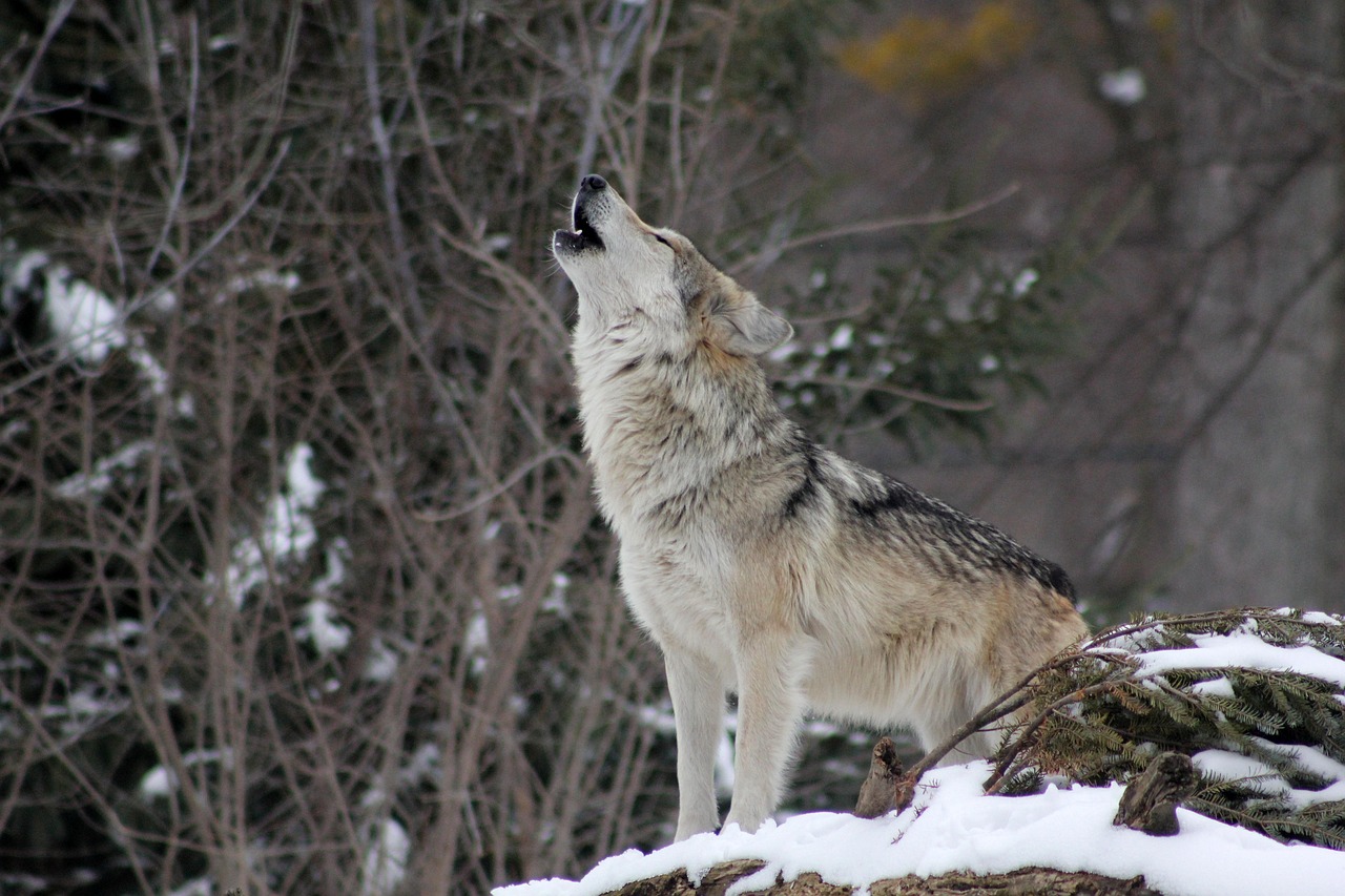 Wolf Howling Animal wallpaper