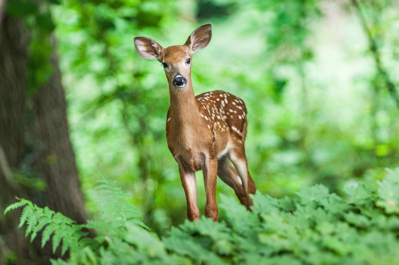 Deer Mammal Young wallpaper
