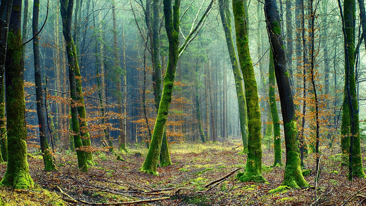 Nature Forest Tree wallpaper