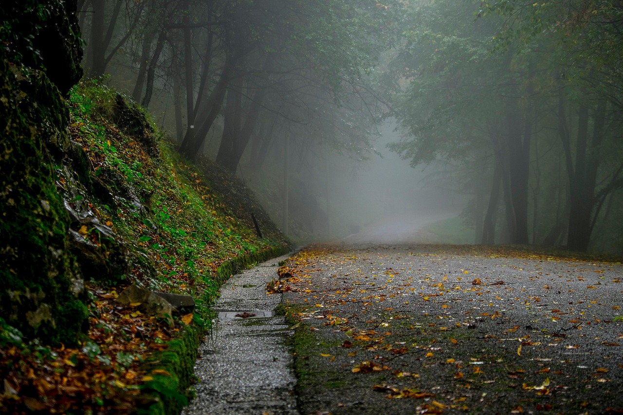 Trees Forest Woods wallpaper