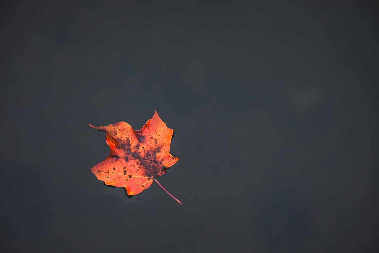 Fall Leaf Orange wallpaper