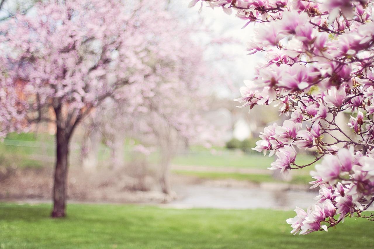 Magnolia Trees Springtime Pink Flowers wallpaper