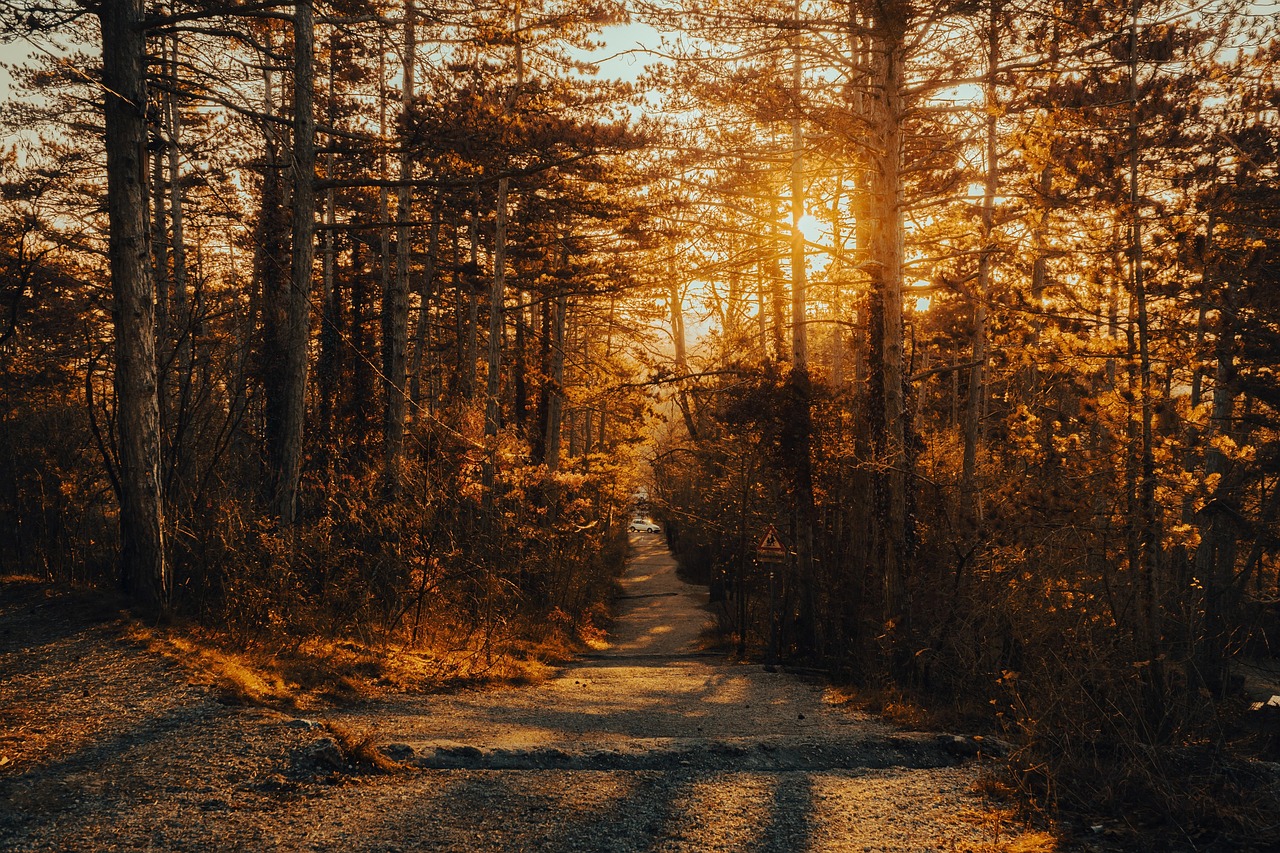Path Wood Trees wallpaper